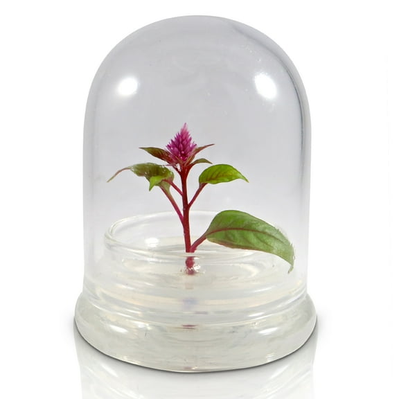 Bloomify Zero-Care Celosia (Cockscomb) Flower Terrarium, Always Bloom, 2.5" x 3.5"