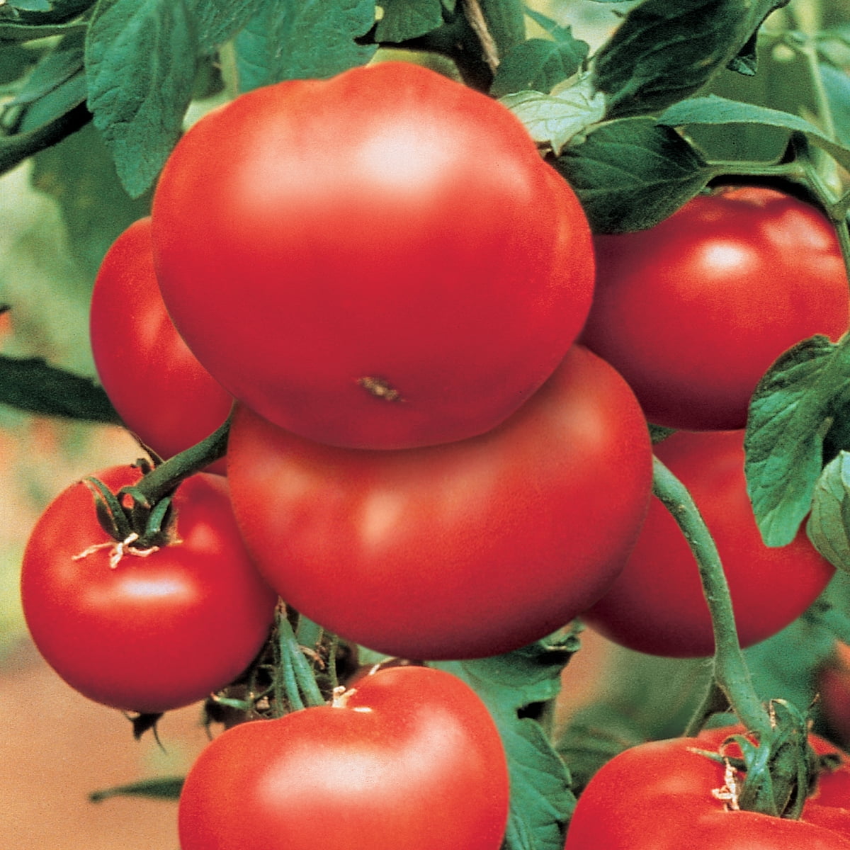 Burpee BushSteak Tomate hybride