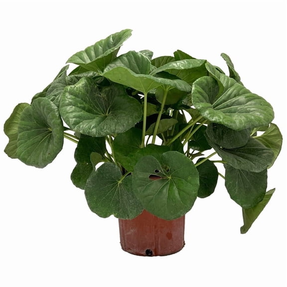 Tropical Plants of Florida 14" to 18" Tractor Seat Plant; Farfugium Japonicum Gigantea, Full Sun to Partial Shade