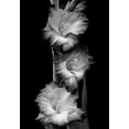 thumbnail image 2 of Schell, Jennie Marie 14x18 White Modern Wood Framed Museum Art Print Titled - Gladiola Flowers Black and White, 2 of 4