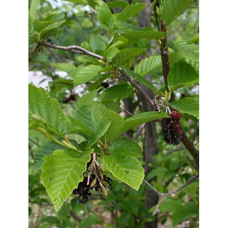 RedCrocus Speckled Alder Alnus rugosa- Deciduous Wetland Shrub, Wildlife & Erosion Control, Naturalized Landscape Plant 3 Gallon