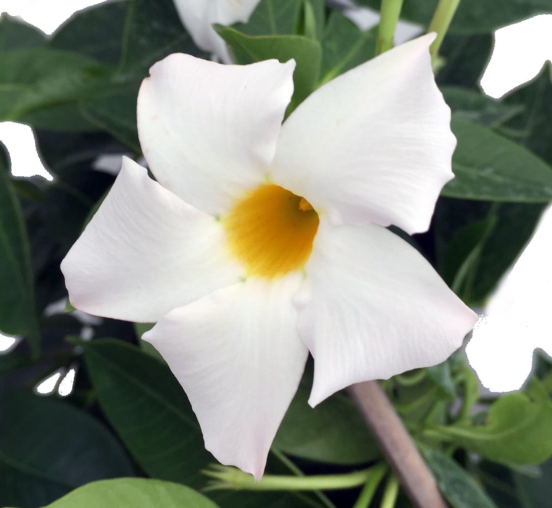 White Brazil Jasmine Plant Mandevilla/Dipladenia 5" Pot/Trellis