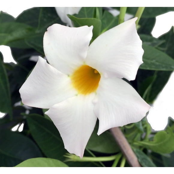 Indoor Jasmine Plants