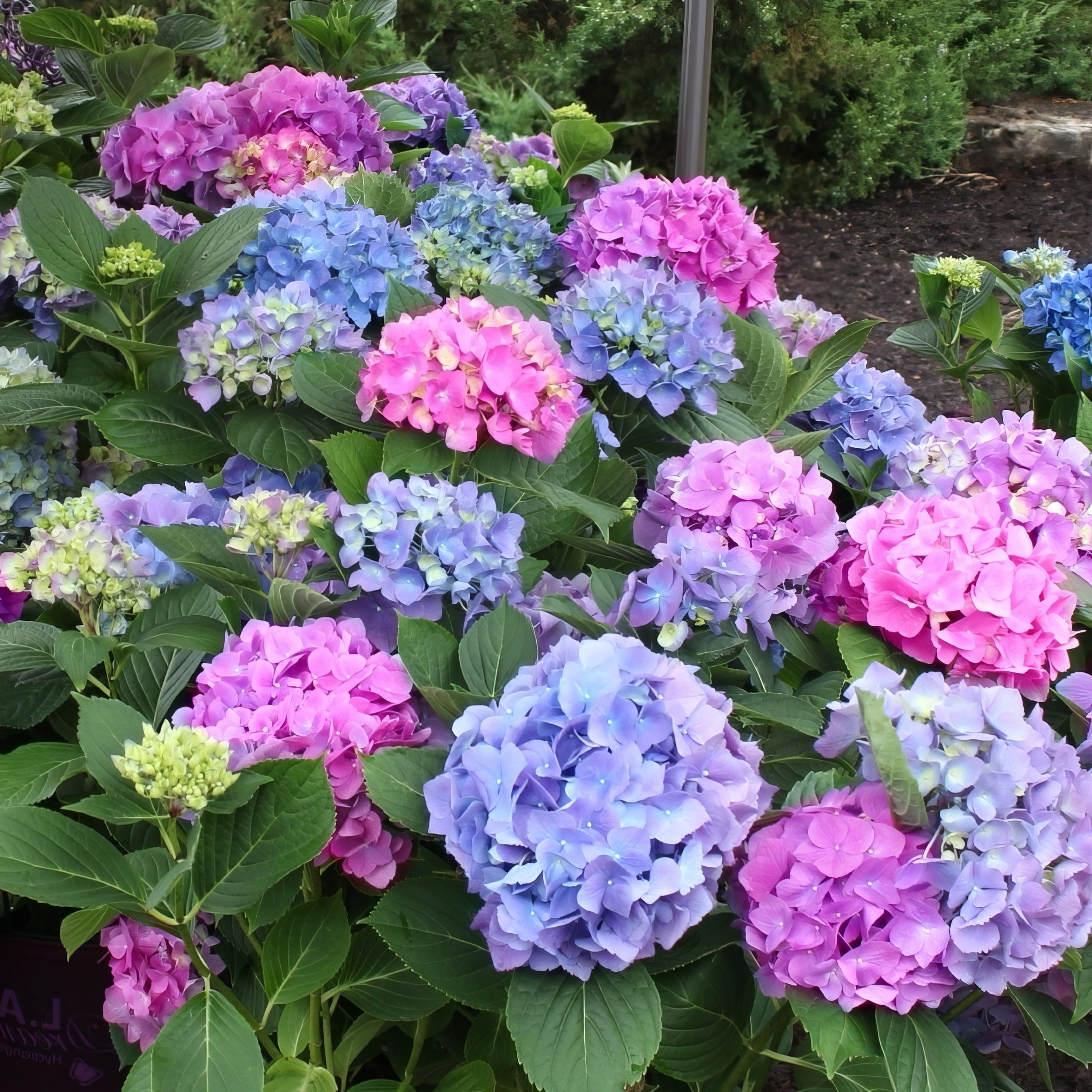 National Plant Network 4" Hydrangea 'LA Dreamin'Live Perennial Shrub with Partial Sun (3-Pack)