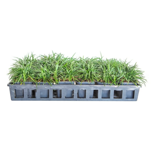 Expert Gardener Dwarf Mondo Grass (18-Pack) Low-Growing Evergreen Groundcover in 3.25-Inch Grower Pots