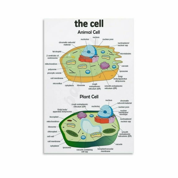 Animal Cells And Plant Cells Structural Poster Biology Poster(6) Canvas Painting Posters And Prints Wall Art for Living Room Bedroom Decor
