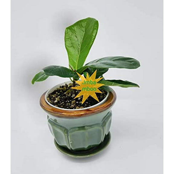Fiddleleaf Fig Tree - Ficus - Great Indoor Tree - 4" Pot ceramic pot