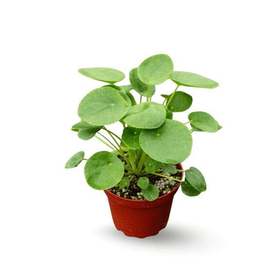 Chinese Money Plant in 4 Inch Pot, Flourish Indoor Houseplant, 5-7 Inch Tall Money Plant Live