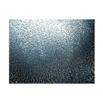 Henry Jager 'Sardines Firework' Canvas Art