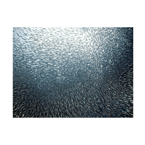 Henry Jager 'Sardines Firework' Canvas Art