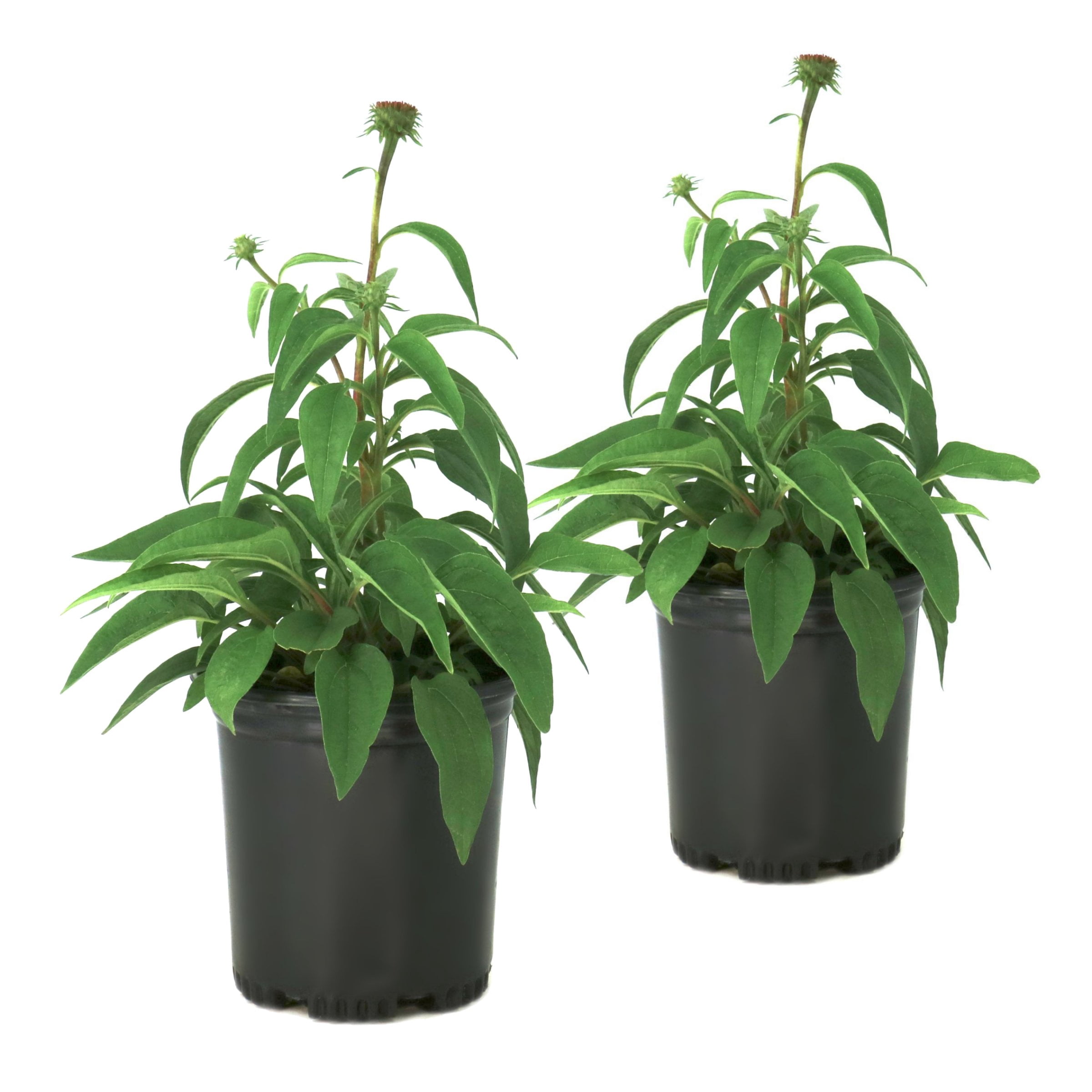 National Plant Network 1 gal. Coneflower Echinacea Purple Perennial Plant (8-Pack)