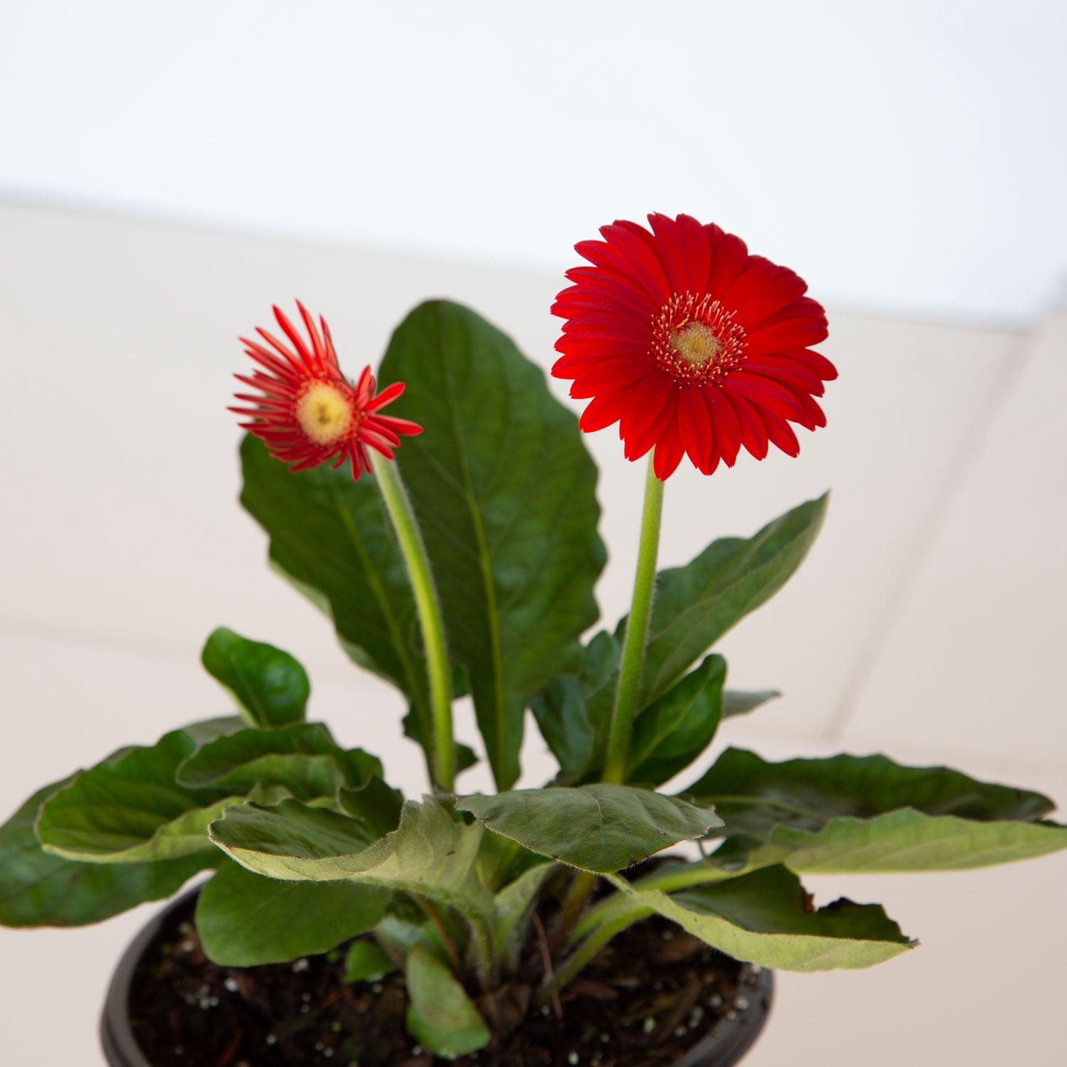 Southern Living Red Garden Jewels Gerber Daisy Live Shrub in 2.5-Quart Grower Pot