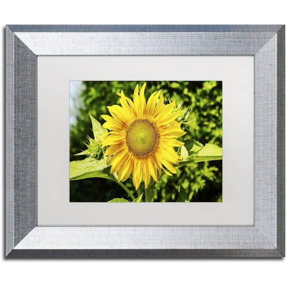 Trademark Fine Art "Just a Sunflower" Canvas Art by Kurt Shaffer, White Matte, Silver Frame
