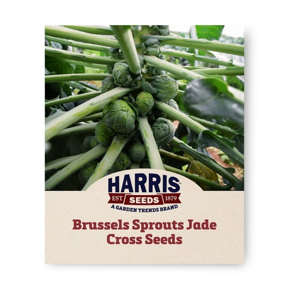 Harris Seeds Jade Cross E Brussels Sprouts Seeds, Treated Hybrid Variety, Early Maturing, Compact Plants, 50 Count