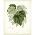 thumbnail image 2 of Vision Studio 15x18 White Modern Wood Framed Museum Art Print Titled - Sage Botanical III, 2 of 4