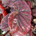 thumbnail image 4 of Begonia coccinea, Pink Mink, Angelwing Begonia - Pot Size: 3.5in - House Plants, 4 of 6