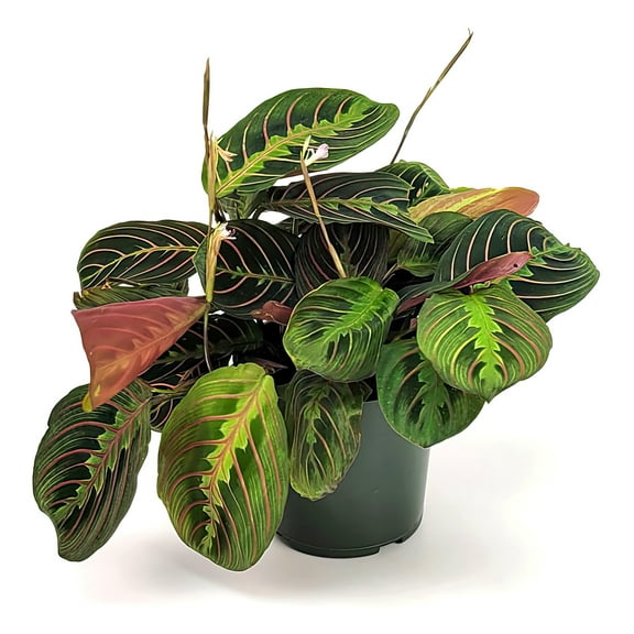 4 in. Maranta Red Plant in Grower Container (3-Pack)