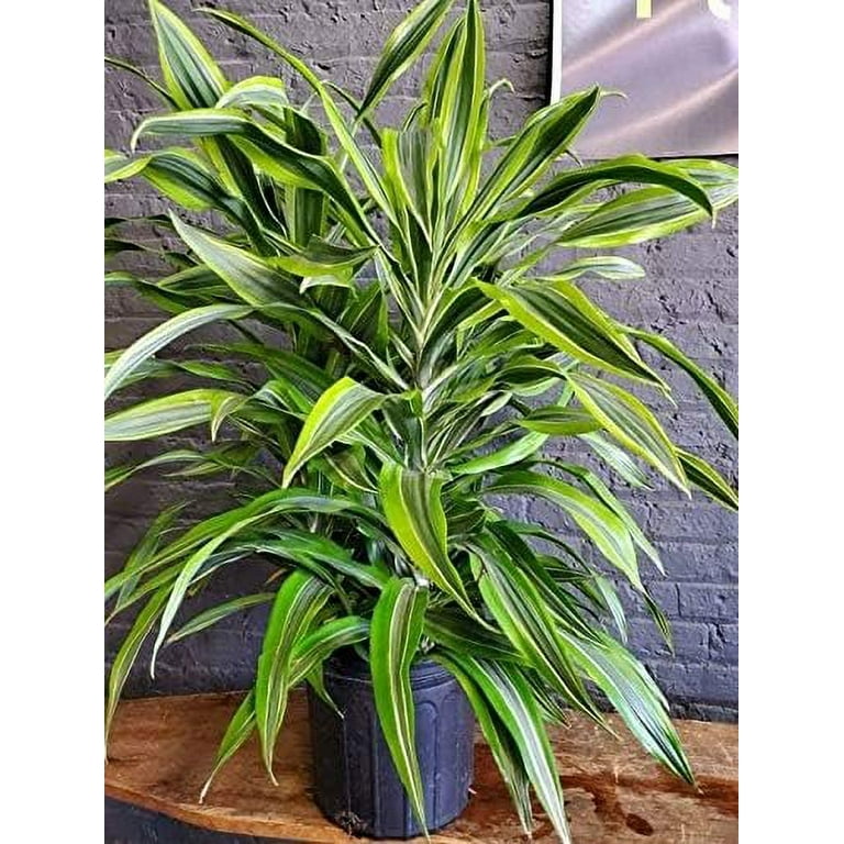 Dracaena Lemon Lime - Live Plant in an 10 Inch Growers Pot - Dracaena  Warneckii "Lemon Lime' - Beautiful Indoor Air Purifying Houseplant -  Walmart.com