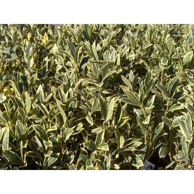 Ligustrum Japonicum Jack Frost Privet 1 Large Gallon Size Plant I