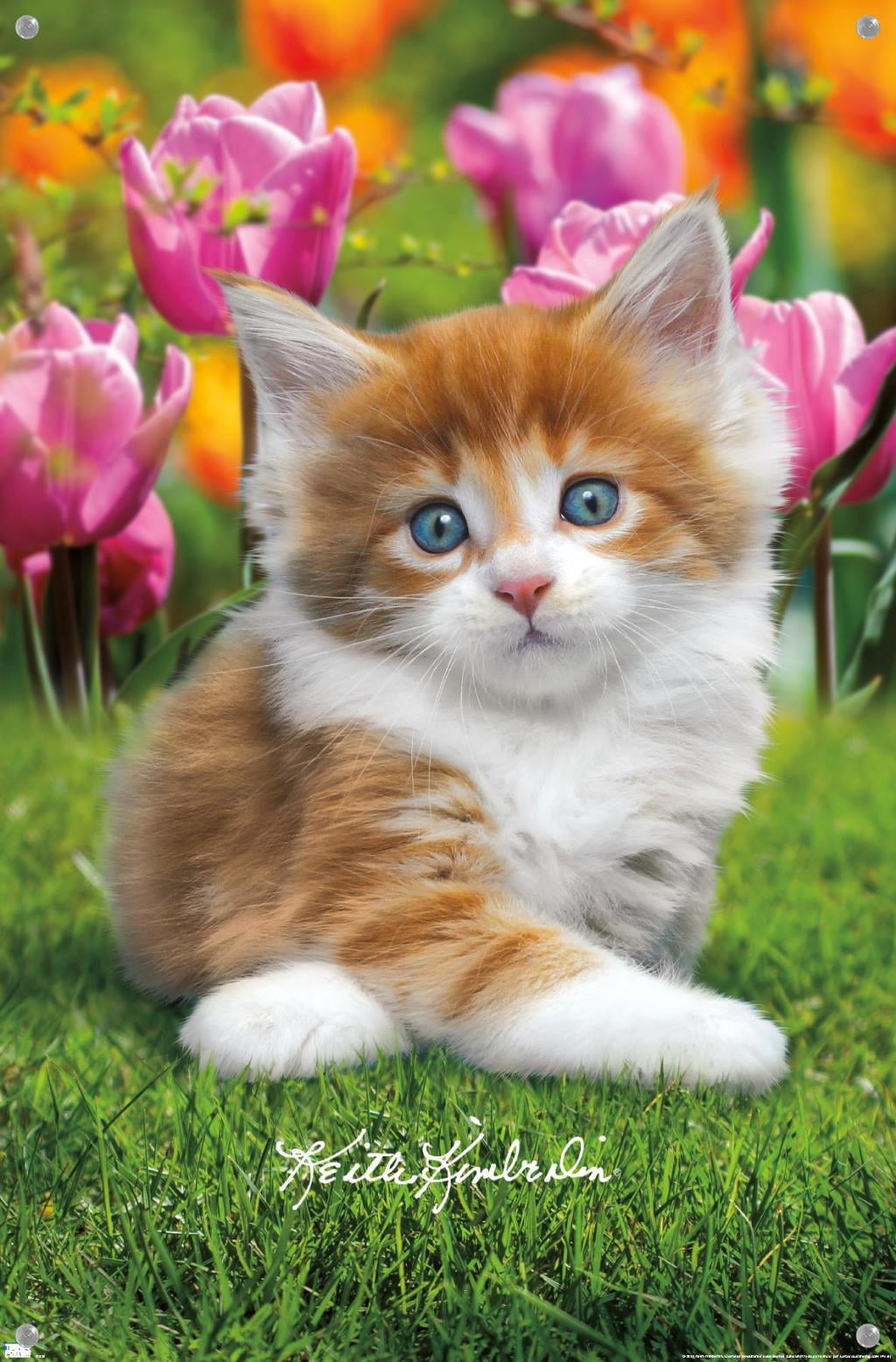 Keith Kimberlin - Maine Coon Kitten Wall Poster with Pushpins, 14.725" x 22.375"