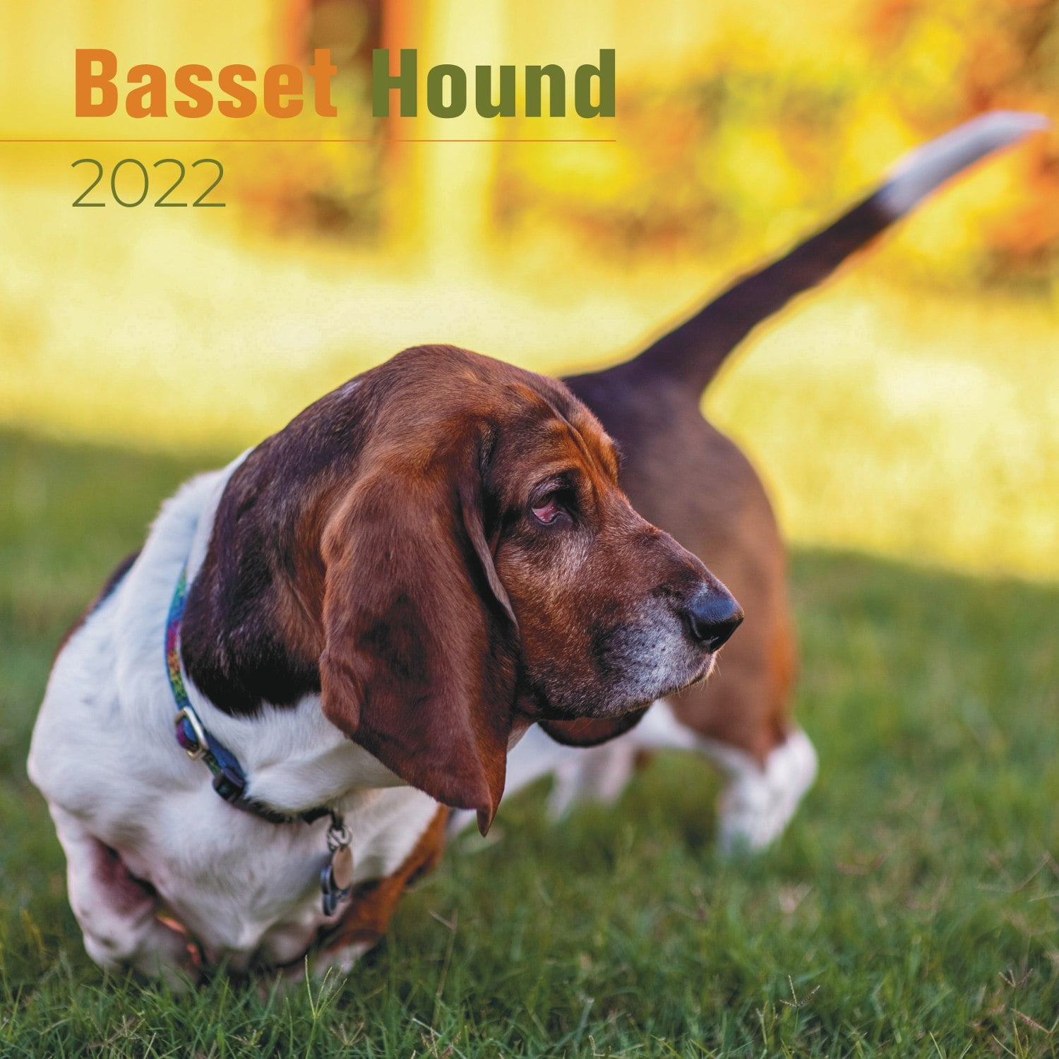 Basset Hound Calendar 2022 Basset Hound Dog Breed Calendar Basset Basset Hound Calendar 2022 Basset Hound Dog Breed Calendar Basset
