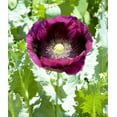 thumbnail image 4 of 500 Seeds LAUREN'S GRAPE POPPY Purple Papaver Somniferum Flower Seeds, 4 of 9