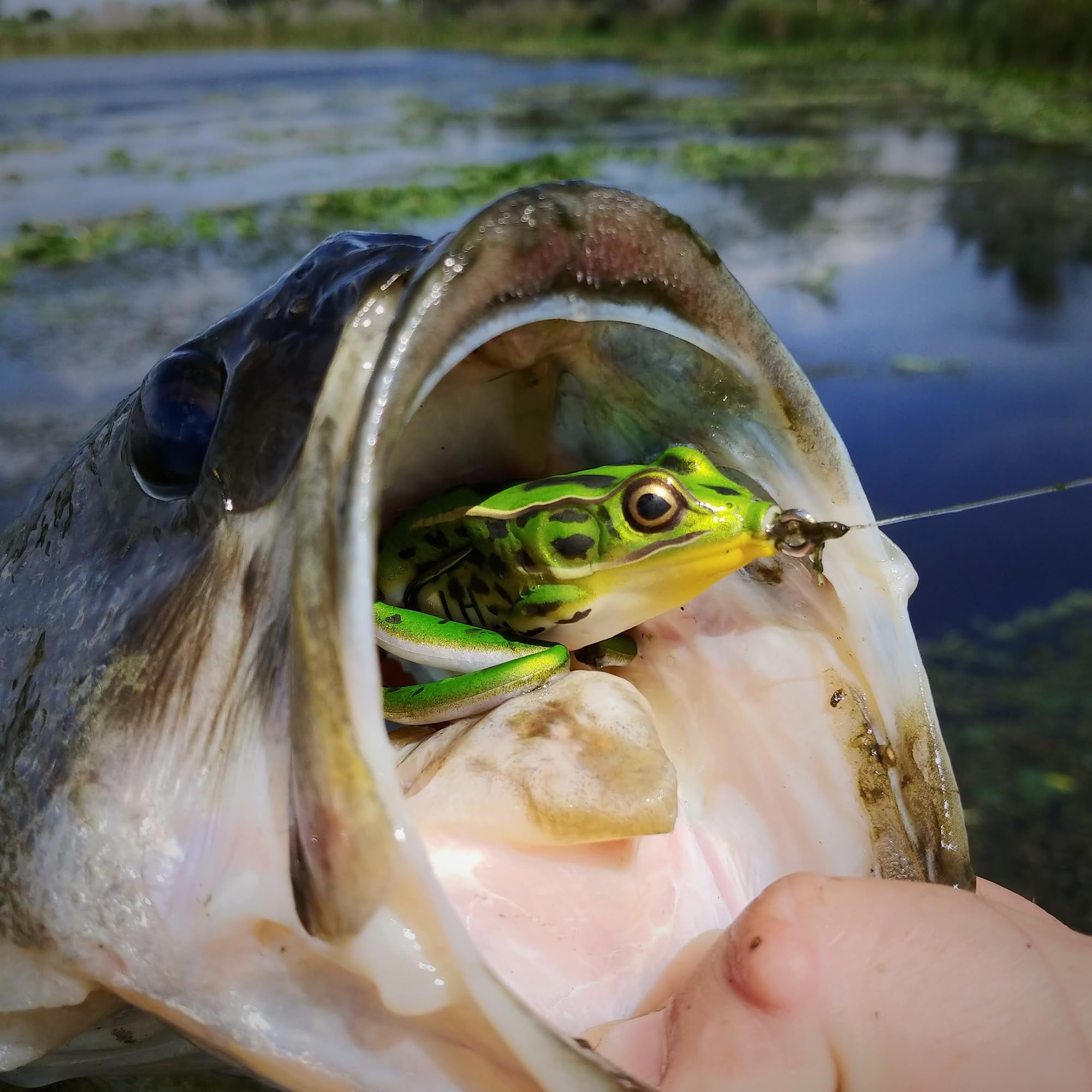 (2 pack) Lunkerhunt Hollow Body Lunker Frog 2 1/4" 1/2oz Green Tea LF01
