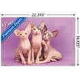 thumbnail image 3 of Keith Kimberlin - Kittens - Pretty Kitty Wall Poster with Push Pins, 14.725" x 22.375", 3 of 3