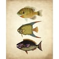 thumbnail image 2 of Kimberly, Allen 26x32 Gold Ornate Wood Framed with Double Matting Museum Art Print Titled - Fish A, 2 of 4