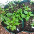 thumbnail image 3 of 4 Divided Grids Square Planting Container Grow Container Pe Bag Pe Fabric Plants Flowers Vegetables Planter Pot Raised Garden Bed Hi.FANCY, 3 of 7