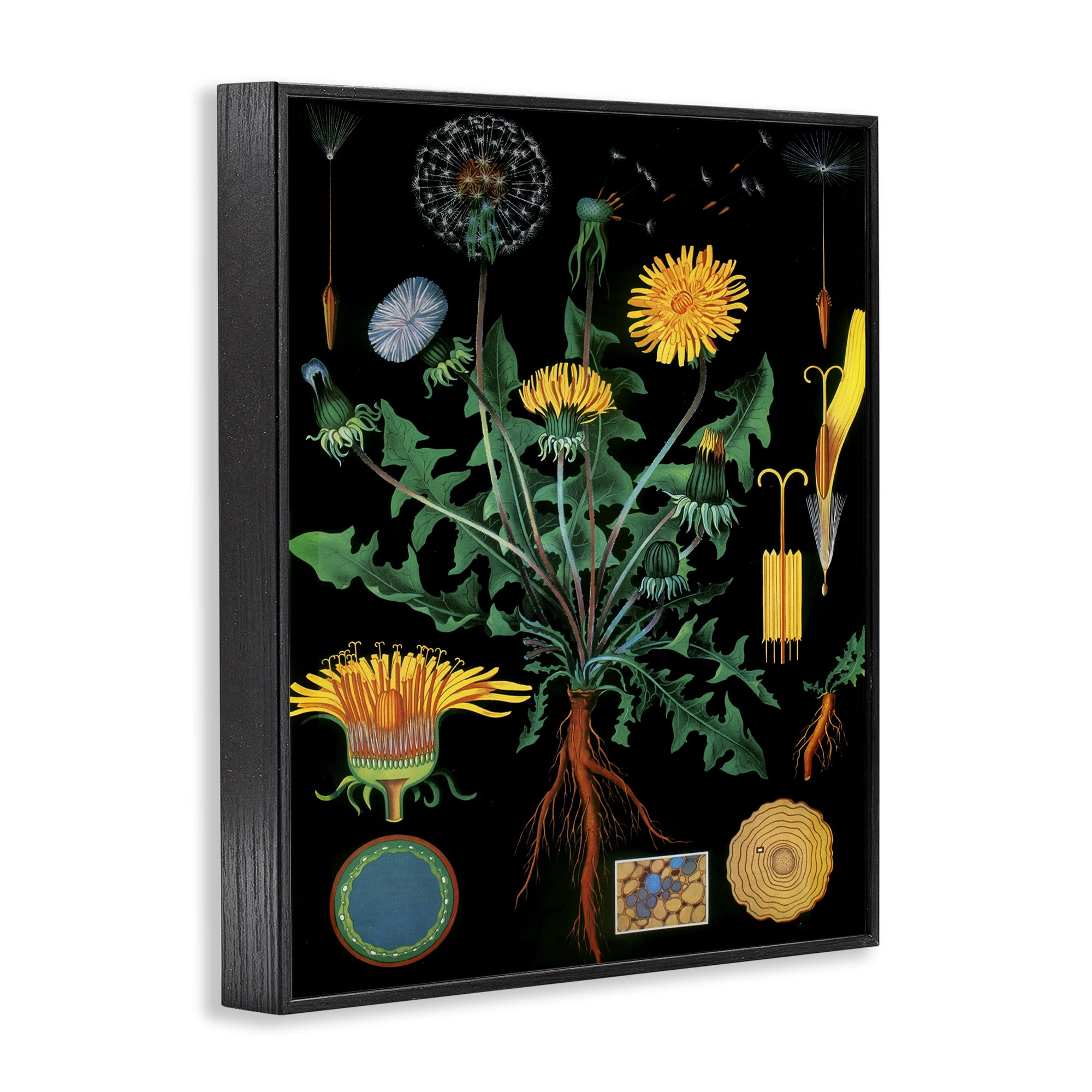 Stupell Industries Dandelion Botanical Illustration Black Framed Giclee Art, design by Vintage Hustle