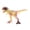 C, variant on A Ceratosaurus Dinosaur Model Figure Toy Solid Hand Painted Collectible Kids Educational Fun
