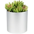 thumbnail image 3 of Northlight 4.75" Potted Red and Green Artificial Sedum Succulent, 3 of 6