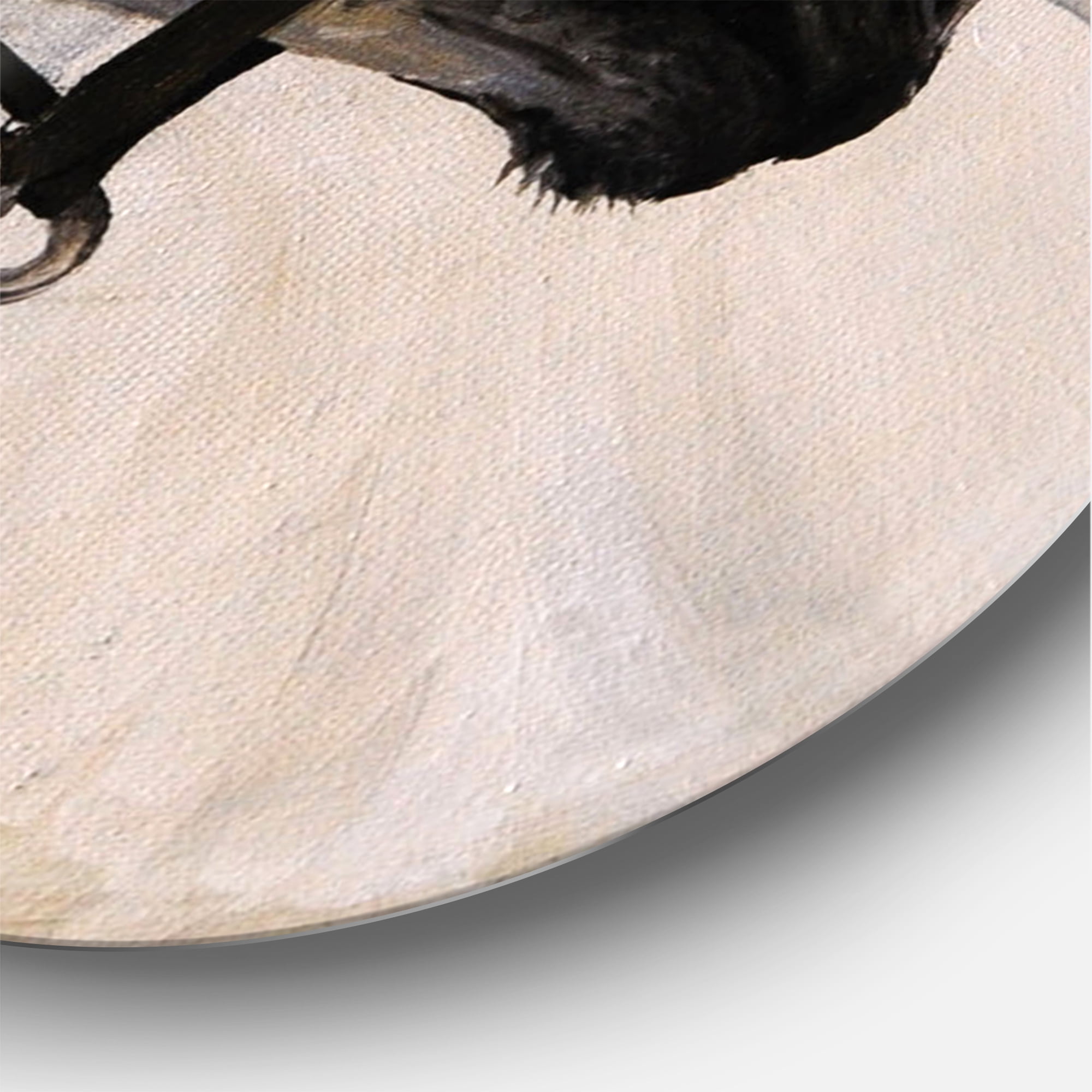 Designart 'Close Up Of White Horse In The Furrow' Farmhouse Circle Metal Wall Art 11x11 - Disc of 11