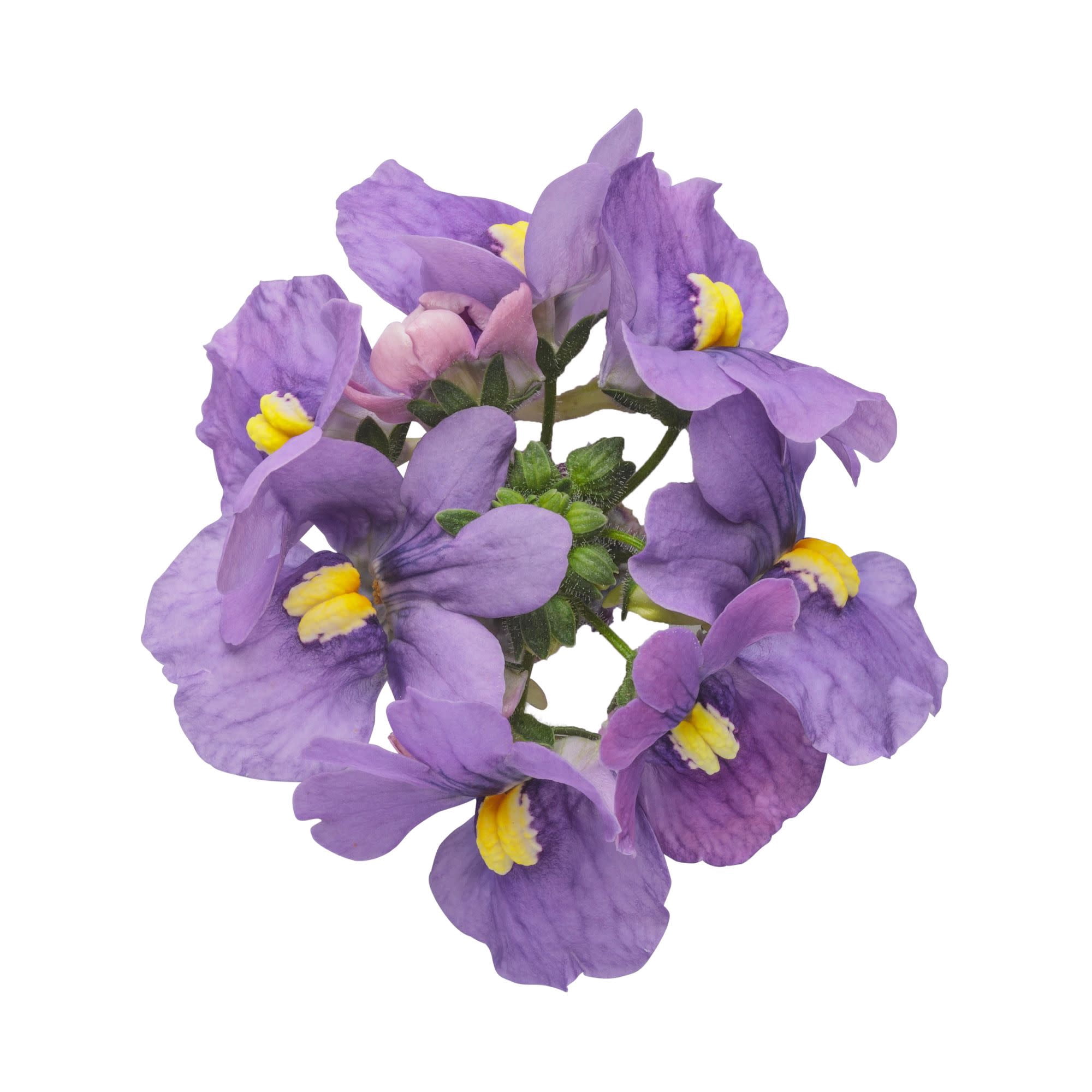 Proven Winners 4" Purple Bluebird Nemesia Live Plant in 4.25" Pot (4 Count)