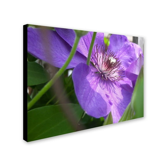 Trademark Fine Art "Meaningful Bliss" Canvas Art by Monica Fleet