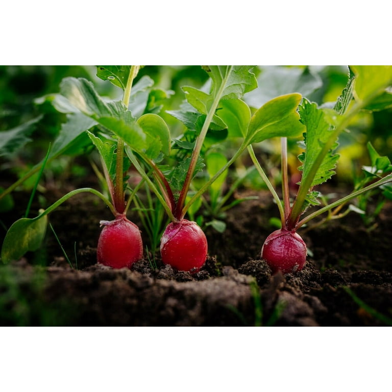 Raschiaghiaccio per auto - Frost - – Garden Seeds Market