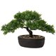 thumbnail image 1 of Bonsái artificial Briful Juniper con maceta de cerámica para interiores, 1 of 7