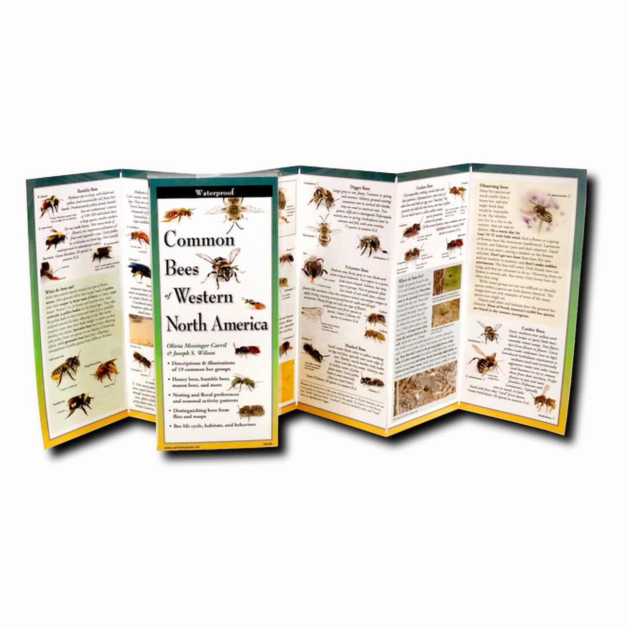 FoldingGuides: Common Bees of Western North America (Other)