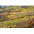 thumbnail image 2 of Jaynes Gallery 18x13 White Modern Wood Framed Museum Art Print Titled - USA-Colorado-Uncompahgre National Forest Autumn-colored forest, 2 of 4