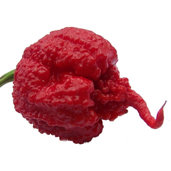 Carolina Reaper Pepper Plant - 2.5" Pot - Hot Pepper