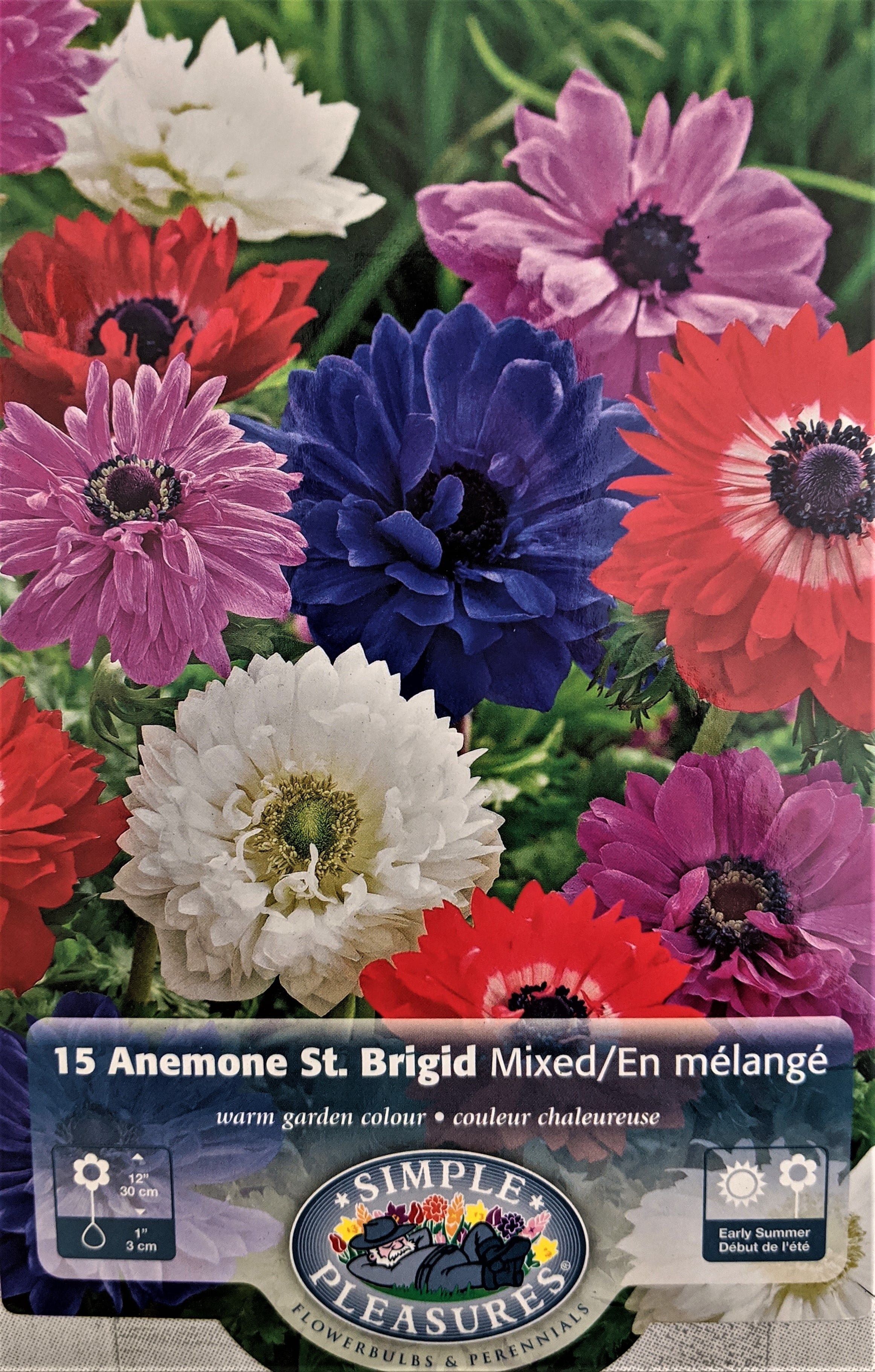 St. Brigid Anemone Windflowers Mixture 15 Bulbs 4/5cm Bulbs