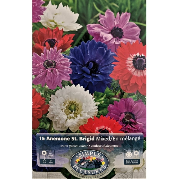 St. Brigid Anemone Windflowers Mixture - 15 Bulbs - 8/ cm Bulbs