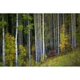 thumbnail image 2 of Posterazzi DPI1800716 Trees in a Forest Poster Print by Richard Wear, 17 x 11, 2 of 4