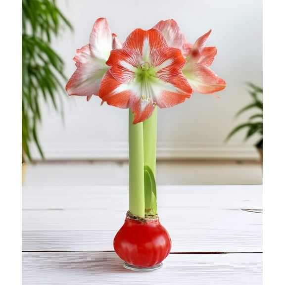 Red Waxed Amaryllis Bulb with Red and White Striped Flower