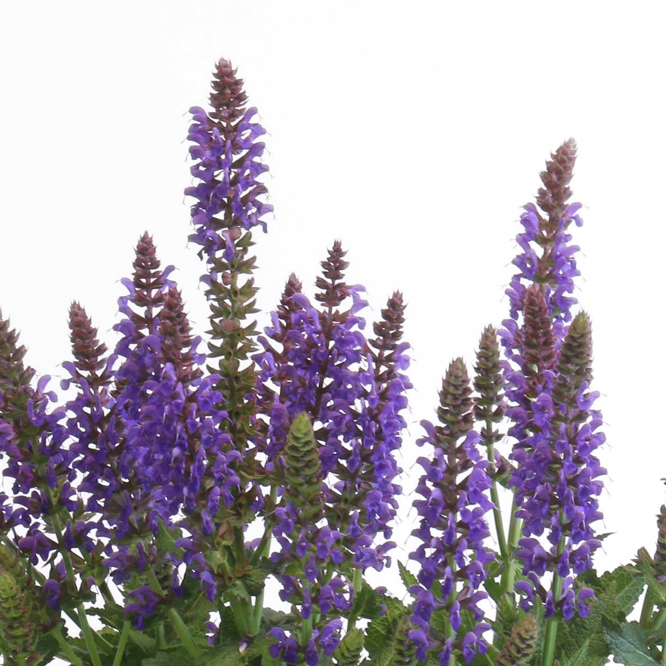 Expert Gardener 2.5QT Multicolor Salvia Live Plants with Grower Pot