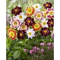 thumbnail image 1 of Dahlia Collarette, 1 of 1