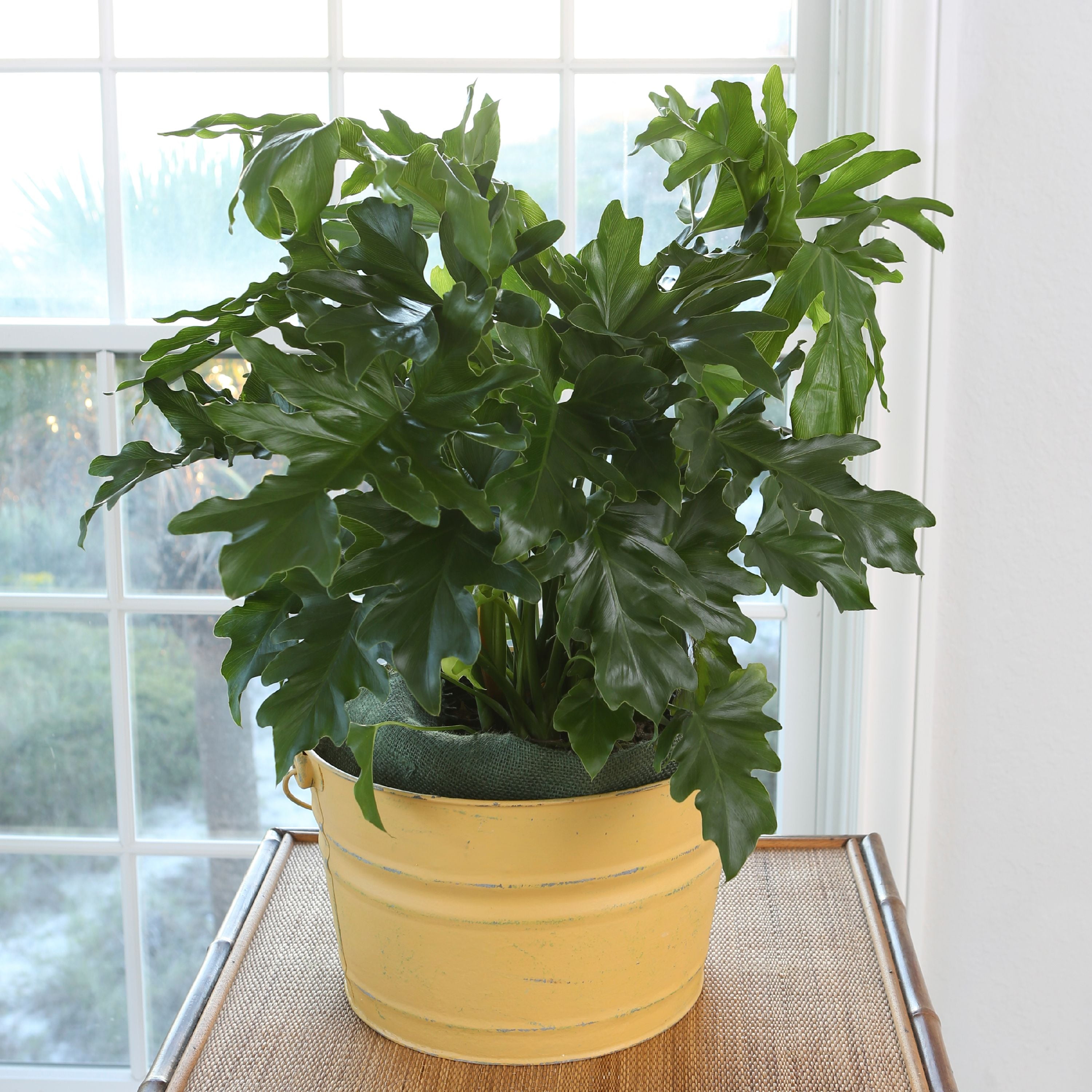 Delray Plants Live Philo Selloum Indoor Plant In 10 Inch Delray Plants Live Philo Selloum Indoor Plant In 10 Inch