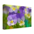 thumbnail image 4 of Trademark Fine Art 'Violets' Canvas Art by Cora Niele, 4 of 4
