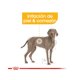 thumbnail image 3 of ROYAL CANIN LARGE SENSITIVE SKIN CARE ROYAL CANIN ROYAL CANIN 13.6 KG, 3 of 3